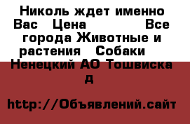 Николь ждет именно Вас › Цена ­ 25 000 - Все города Животные и растения » Собаки   . Ненецкий АО,Тошвиска д.